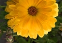 4711 Blume _KA70370-1 Kopie